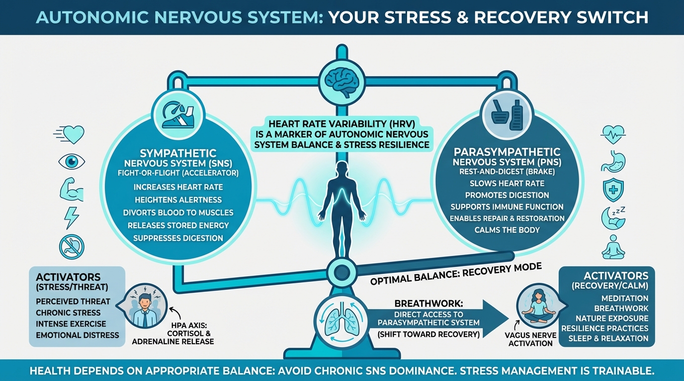 Autonomic Nervous System