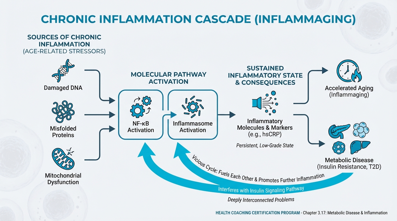 Inflammation Cascade